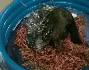 Halloween 2015 cag Paradiso